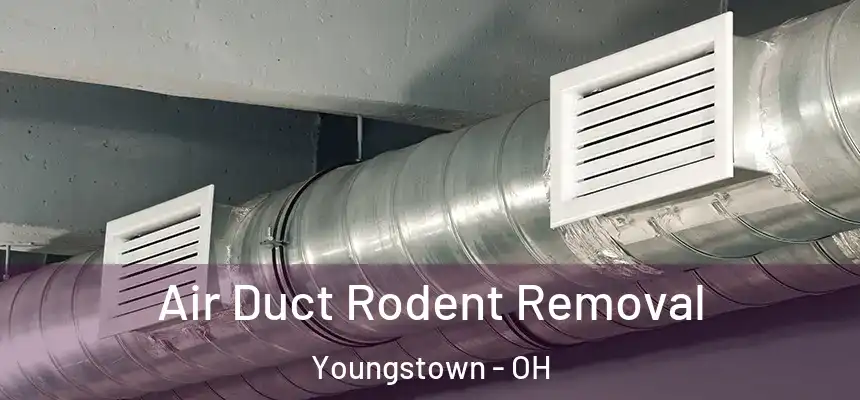Air Duct Rodent Removal Youngstown - OH